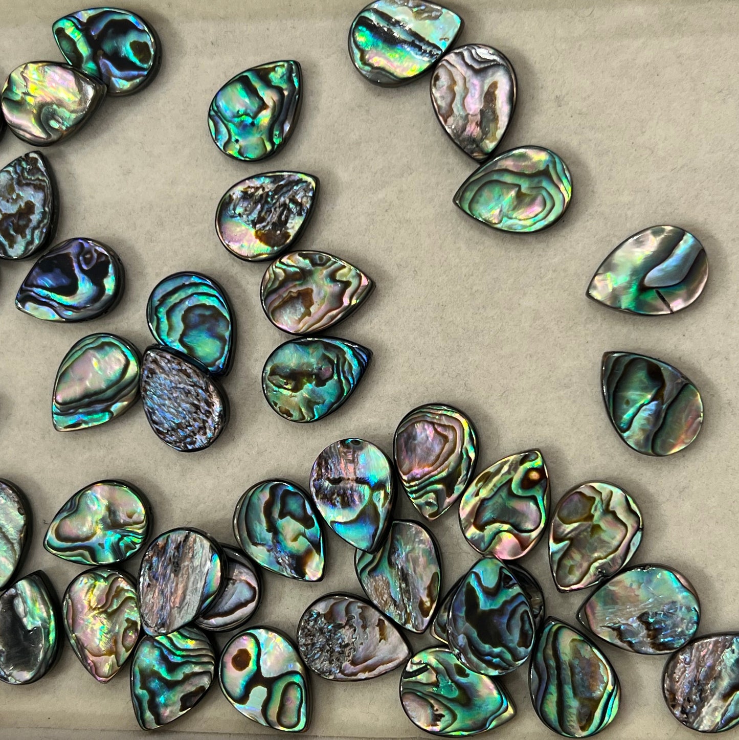 ABALONE HUGGIES