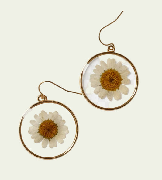 DAISIES
